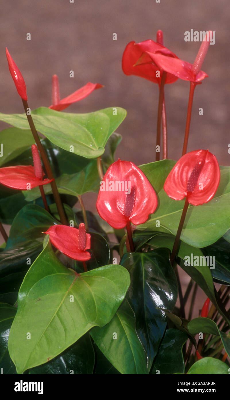 GARDEN POT OF ANTHURIUM X FERRIERENSE Stock Photo Alamy
