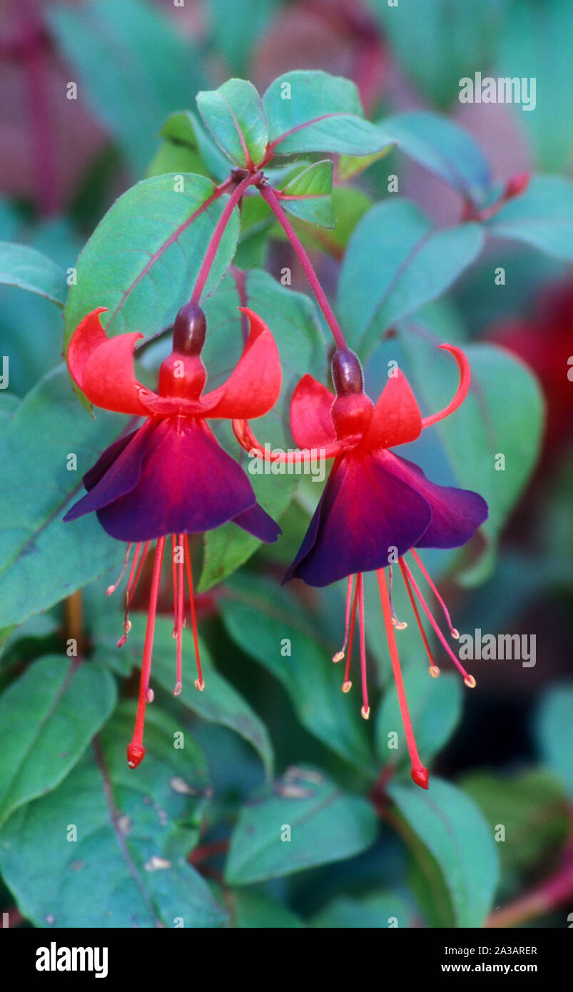 Close-up of the flowers of a Fuchsia plant. A popular indoor and outdoor plant. Stock Photo