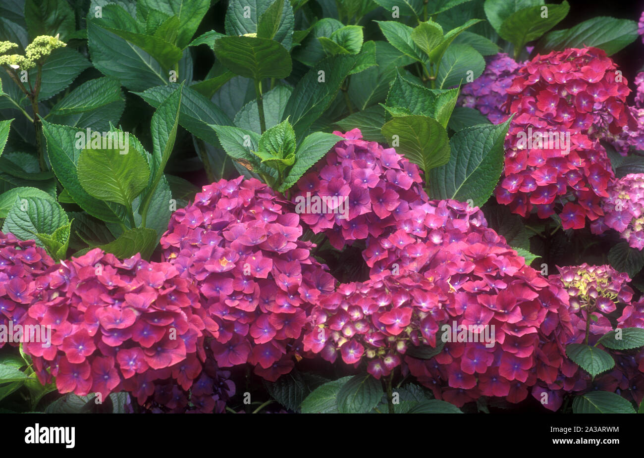 PINK HYDRANGEA MACROPHYLLA FLOWERHEADS IN FULL BLOOM. Stock Photo
