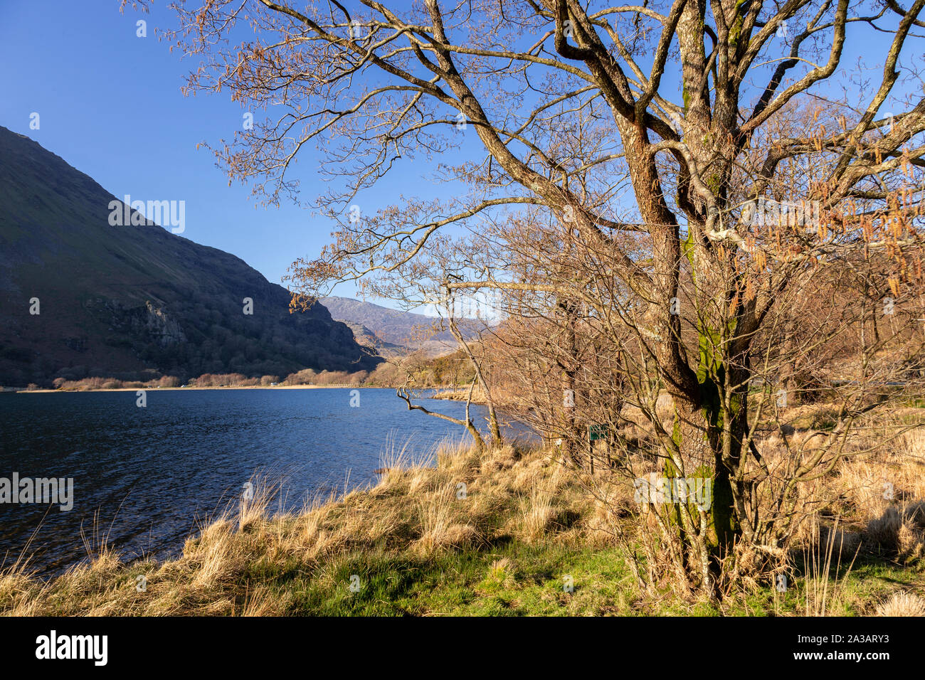 Tree in sunshine by Llyn Gwynant in Snowdonia, North Wales Stock Photo