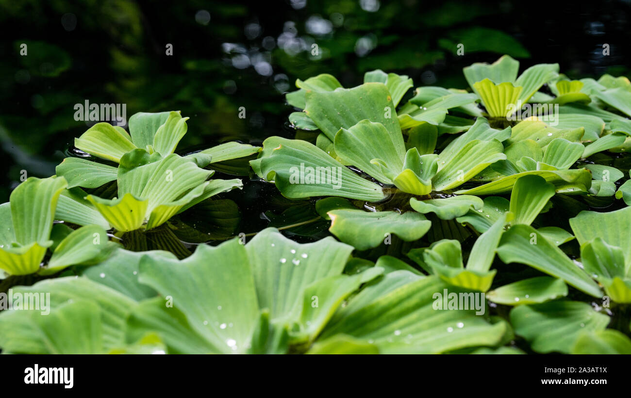 A pond with water lettuce floating on the surface. Stock Photo