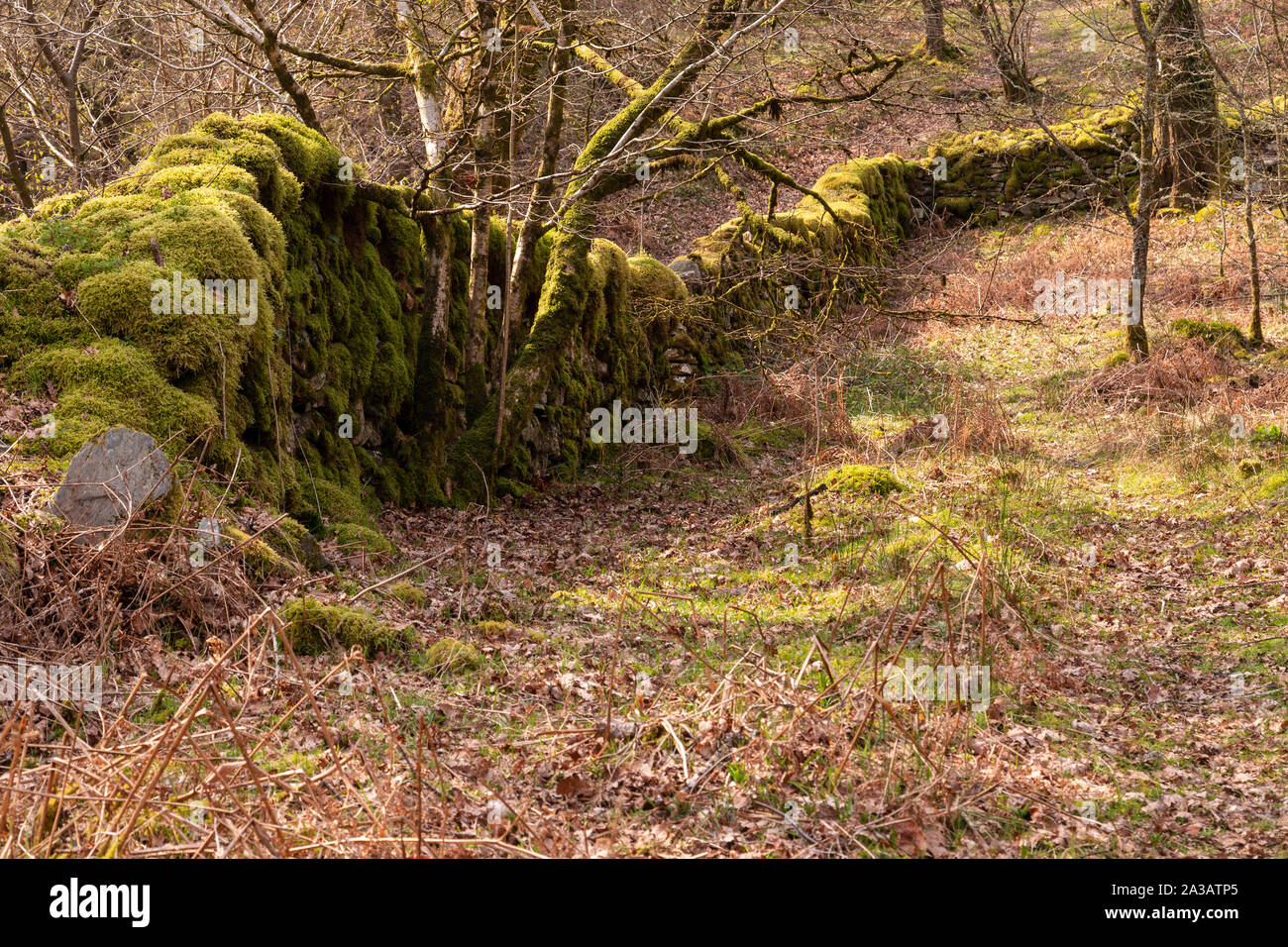 Old drystone wall at Capel Curig, Snowdonia, North Wales Stock Photo