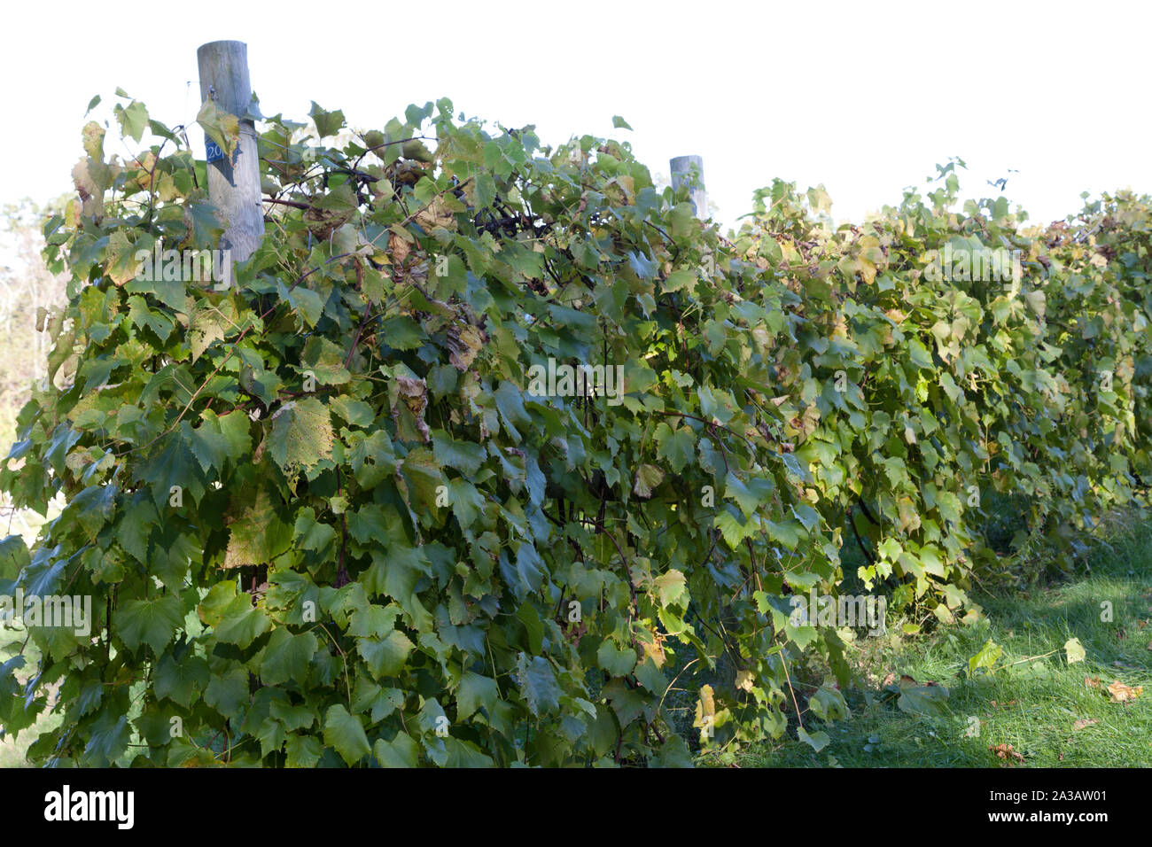 Sharpe Hill Vineyard in Pomfret, Connecticut Stock Photo Alamy
