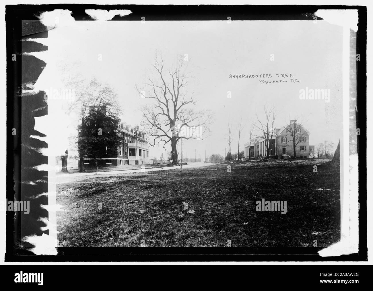 Sharpshooters tree, Walter Reed Hospt Stock Photo Alamy