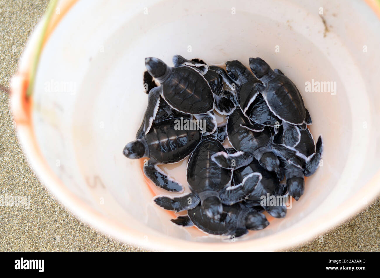 Green turtle hatchling in a bucket Stock Photo