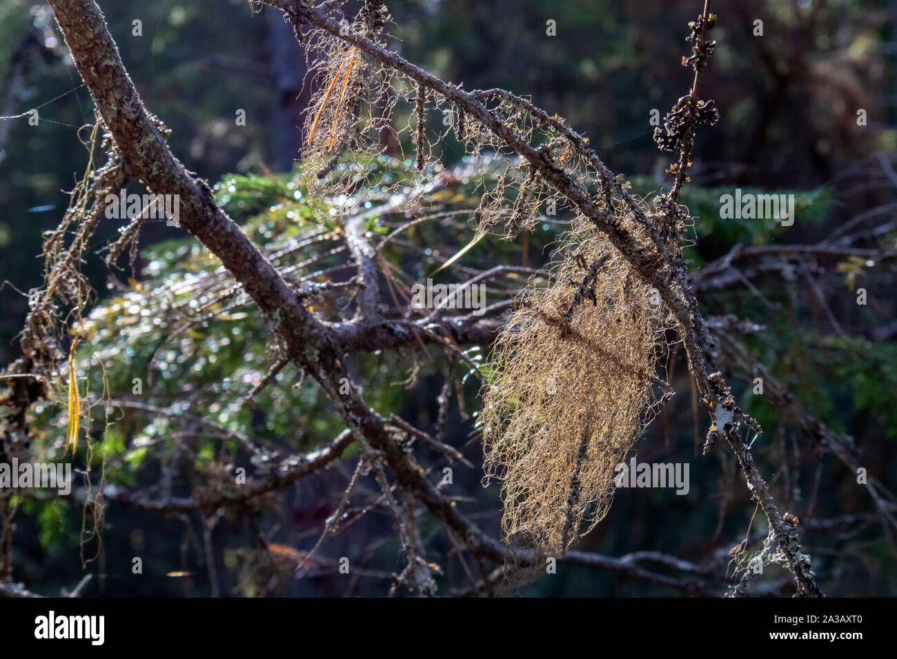 Usnea barbata on tree branch Stock Photo