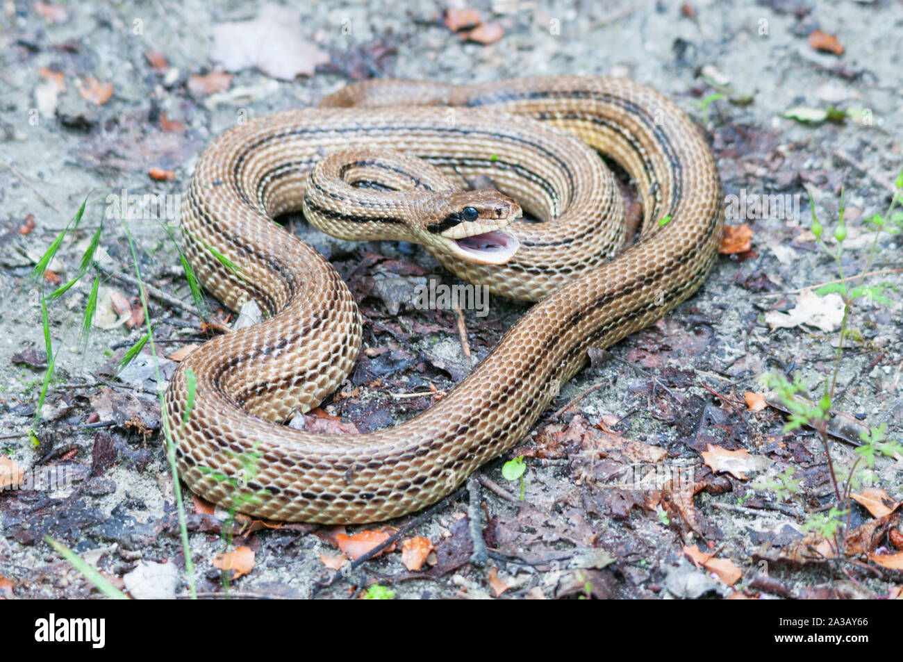 Adult four-lined snake (Elaphe quatuorlineata) hissing Stock Photo
