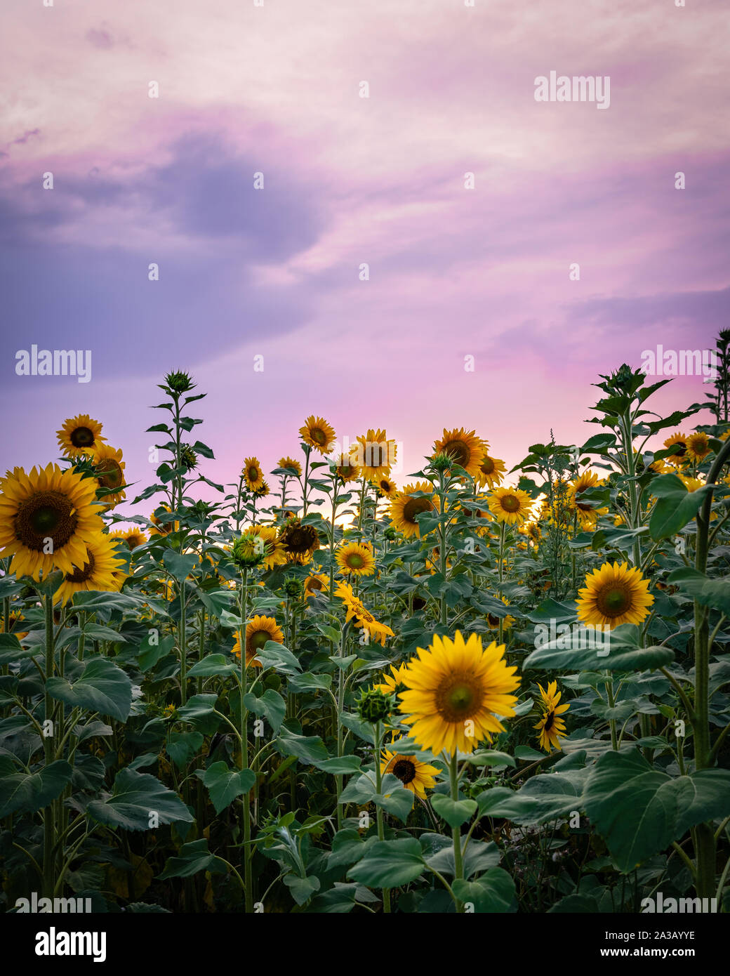 Purple sunflower hires stock photography and images Alamy