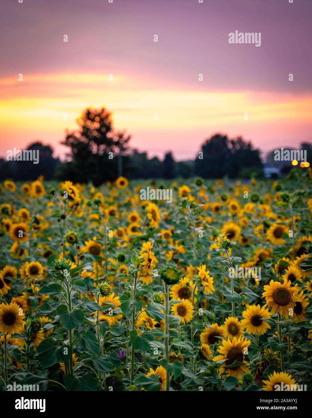 Sunflower field during golden hour Stock Photo - Alamy