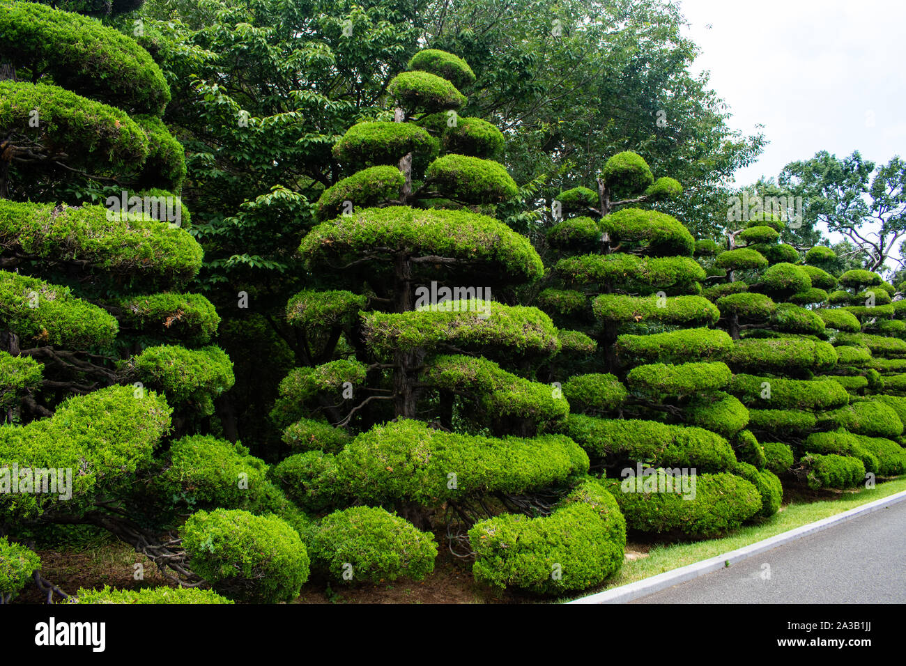 Magical cone shaped trees line the road in a spectacular park in Busan