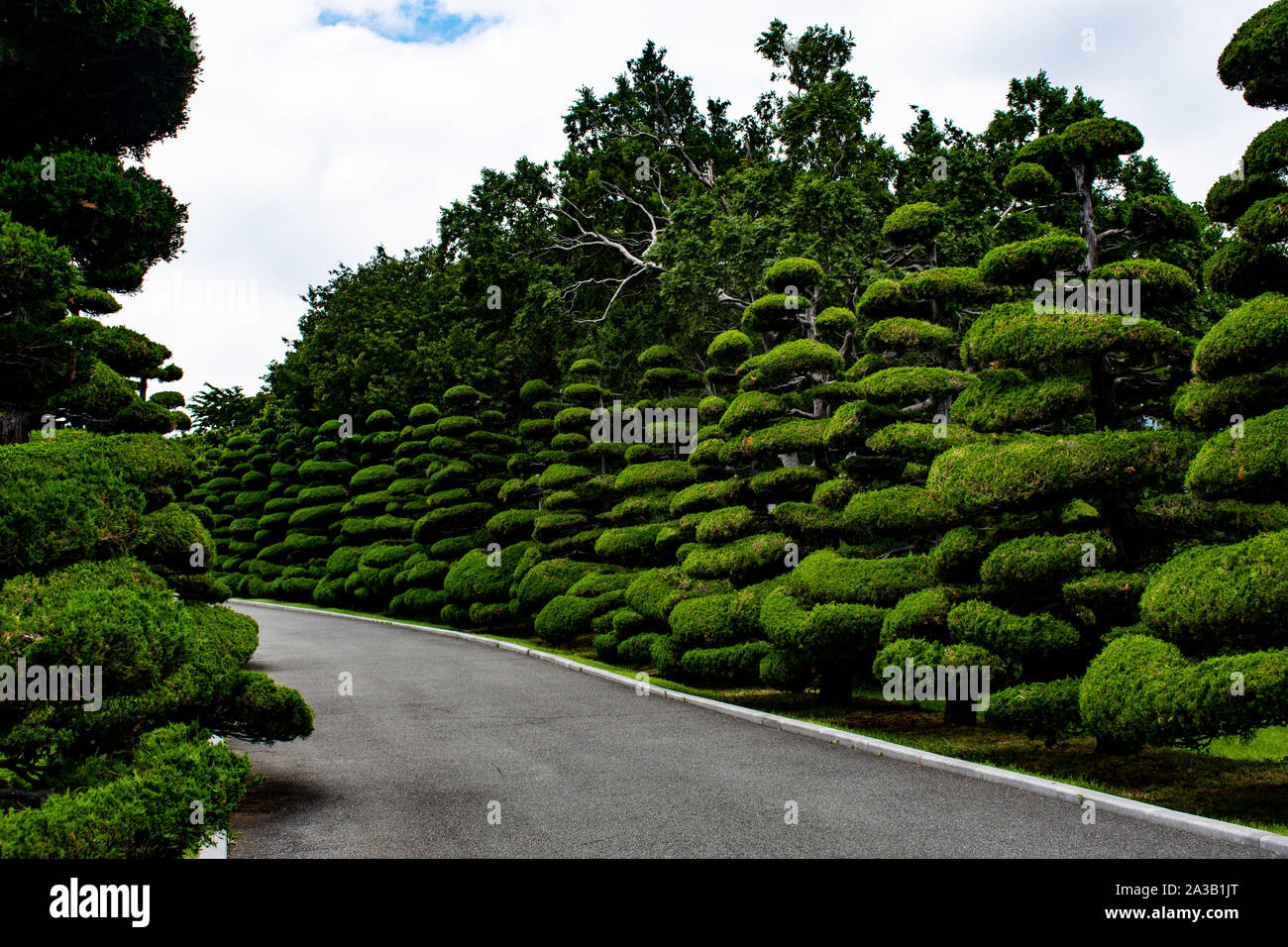 Cone shaped trees hires stock photography and images Alamy