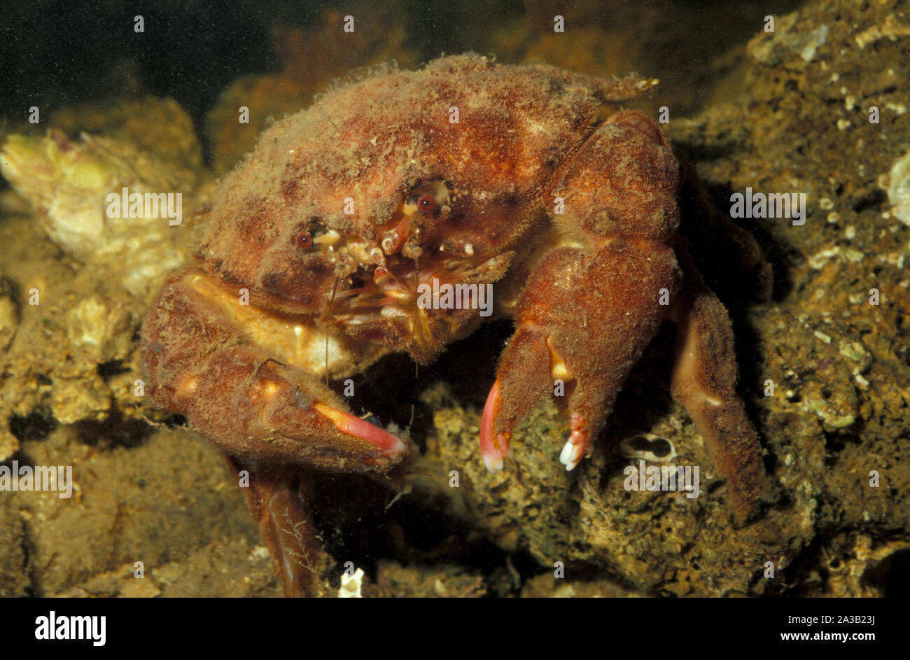 Sponge Crab, Dromia personata,Dromiidae. Mediterranean Sea Stock Photo