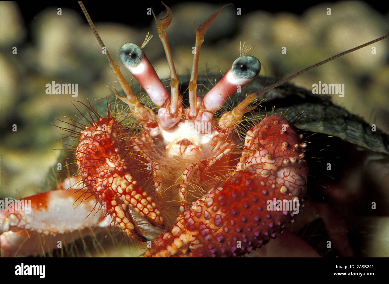 Mediterranean Hermit Crab, Dardanus venosus, Diogenidae, Mediterranean Sea Stock Photo