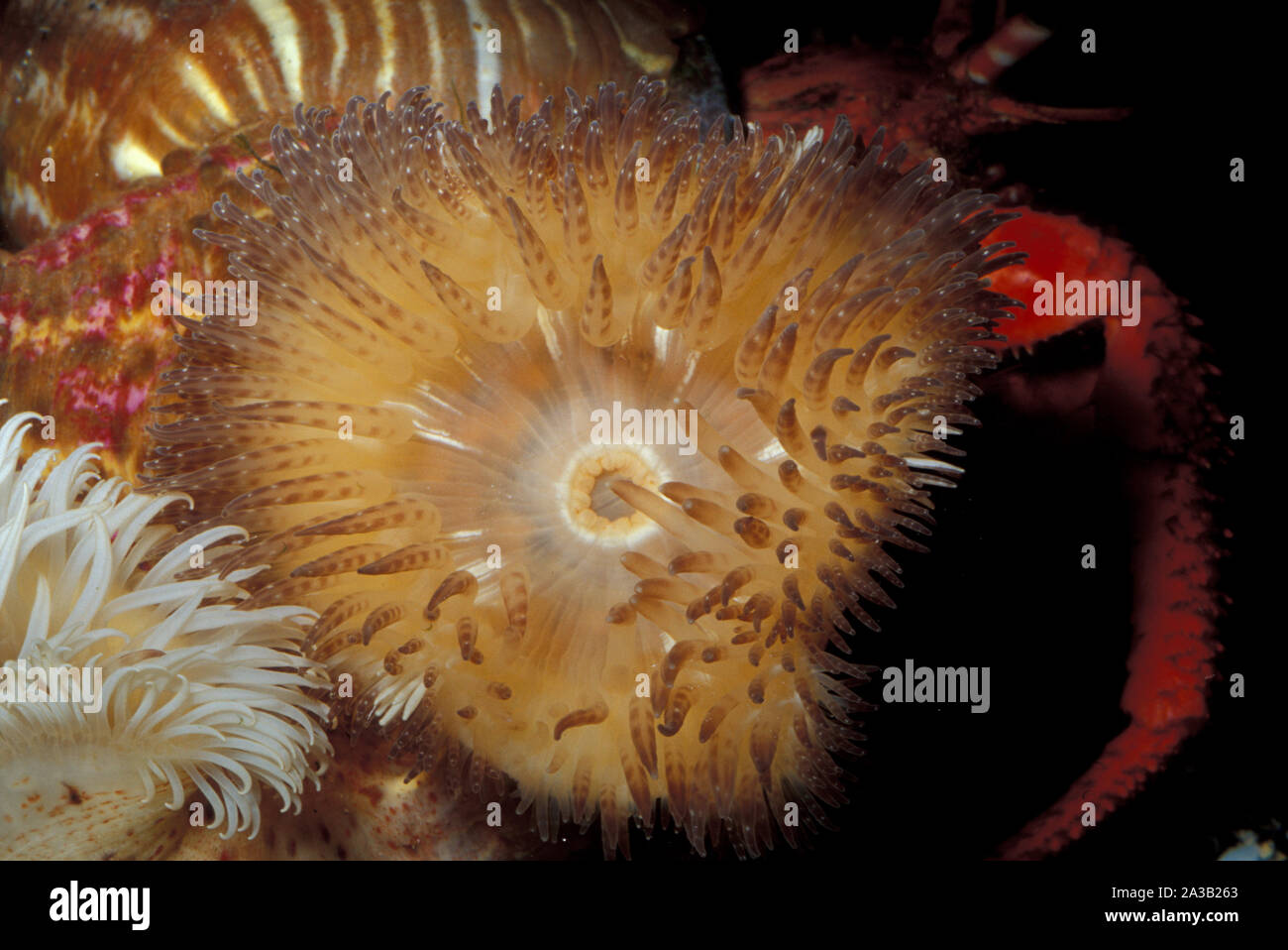 Parasitic anemone, Calliactis parasitica, Hormathiidae, Mediterranean Sea, Italy Stock Photo