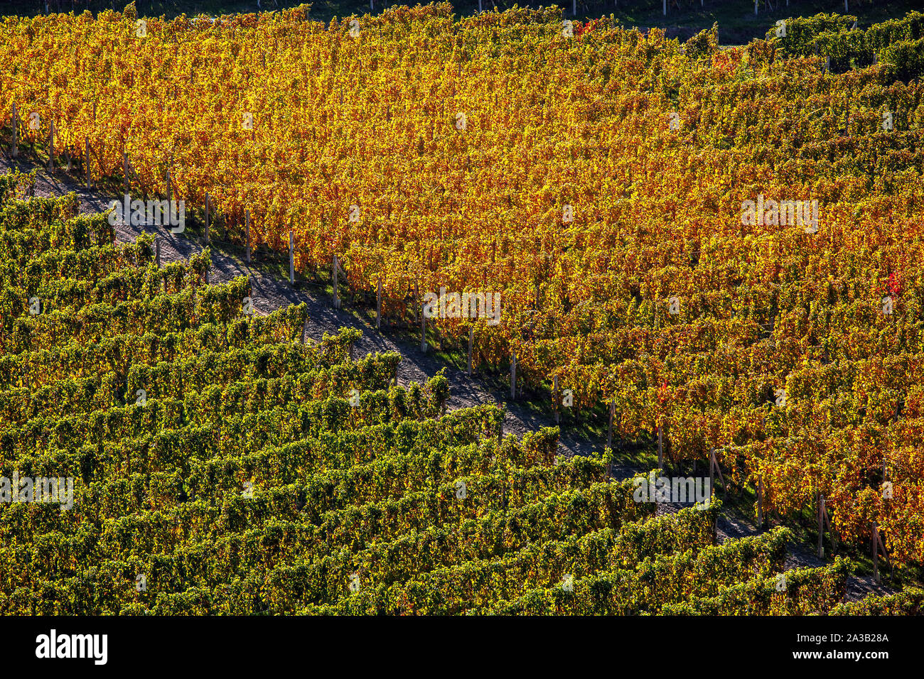 Rows of colorful autumnal vineyards on the hills of Langhe in Piedmont, Northern Italy. Stock Photo