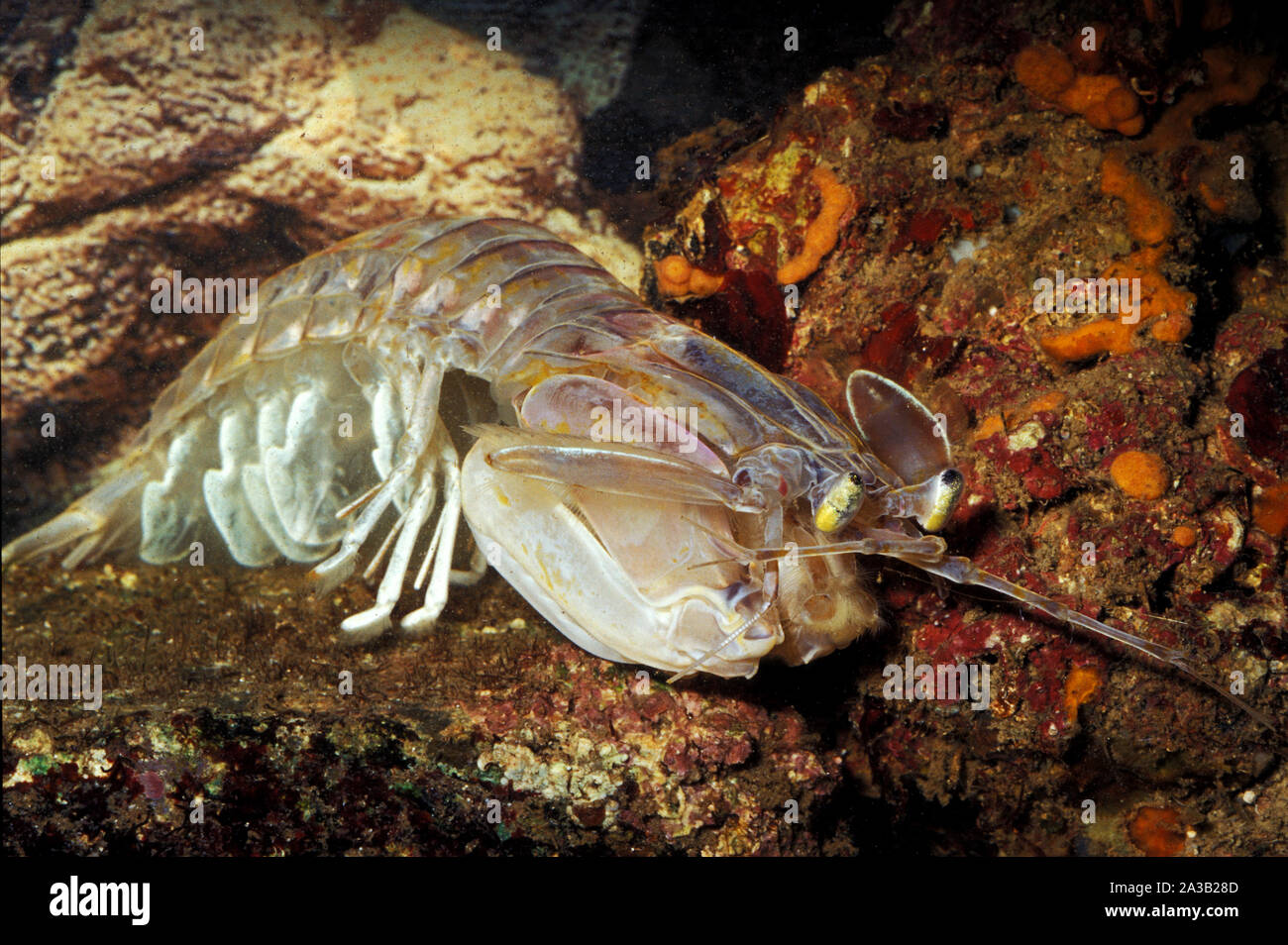 Mediterranean mantis shrimp, Squilla mantis, Squillidae, Mediterranean Sea Stock Photo