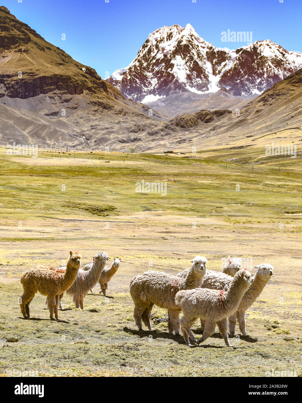 A pack of Alpacas and Llamas graze agains the backdrop of Mt Ausangate. Cusco, Peru Stock Photo