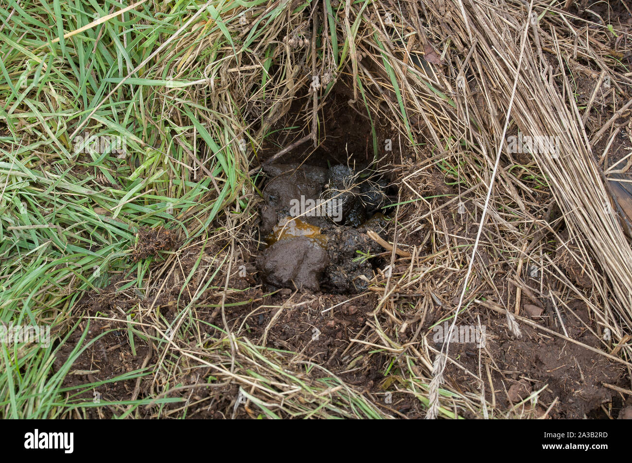 Badger latrine and paths on coastal path, Rockcliffe, Dumfries, SW