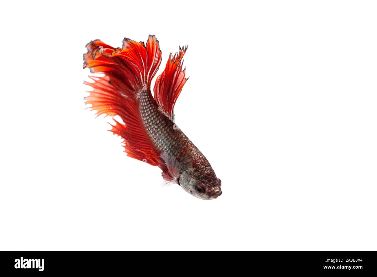Siamese fighting Fish. Betta fish in beautiful movement with red color on white background Stock Photo