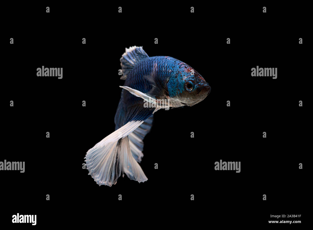 Siamese fighting Fish. Betta fish in beautiful movement with blue color on black background Stock Photo