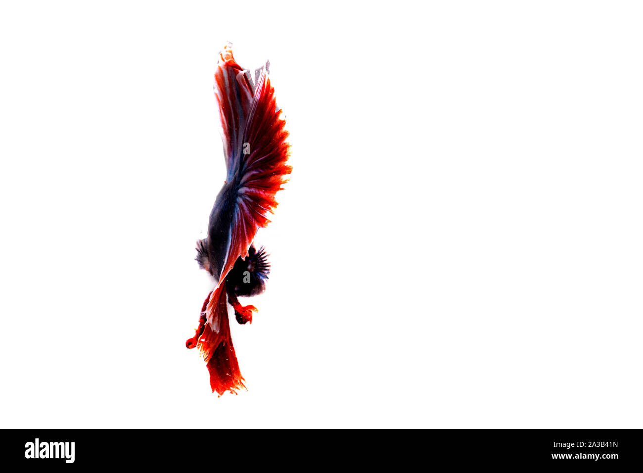 Siamese fighting Fish. Betta fish in beautiful movement with red color on  white background Stock Photo - Alamy