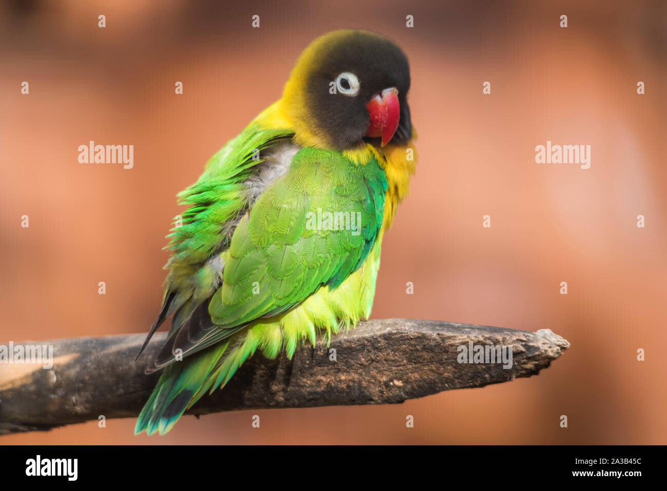 Yellow-collared lovebird on a branch Stock Photo