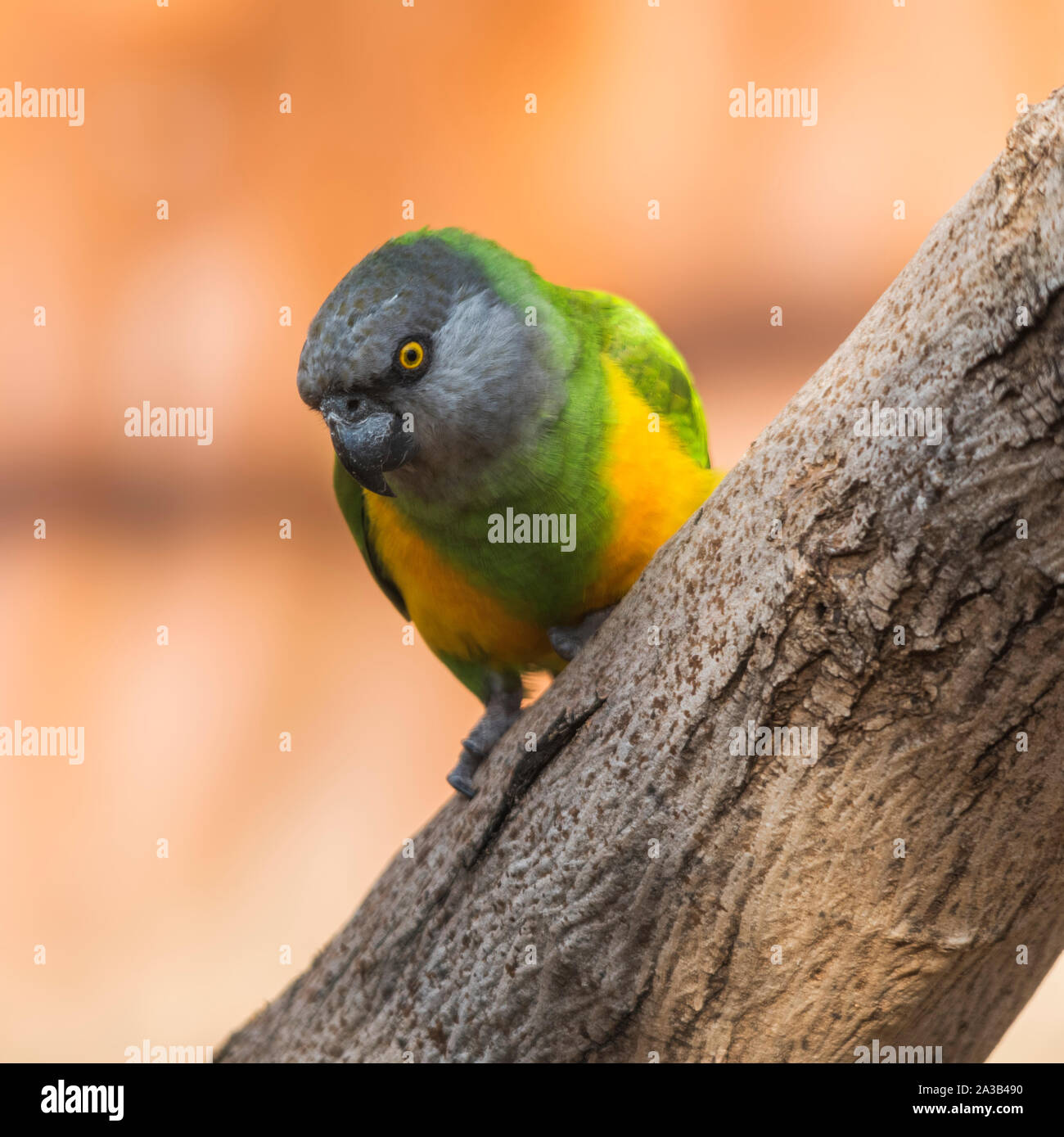 Senegal parrot on a branch Stock Photo