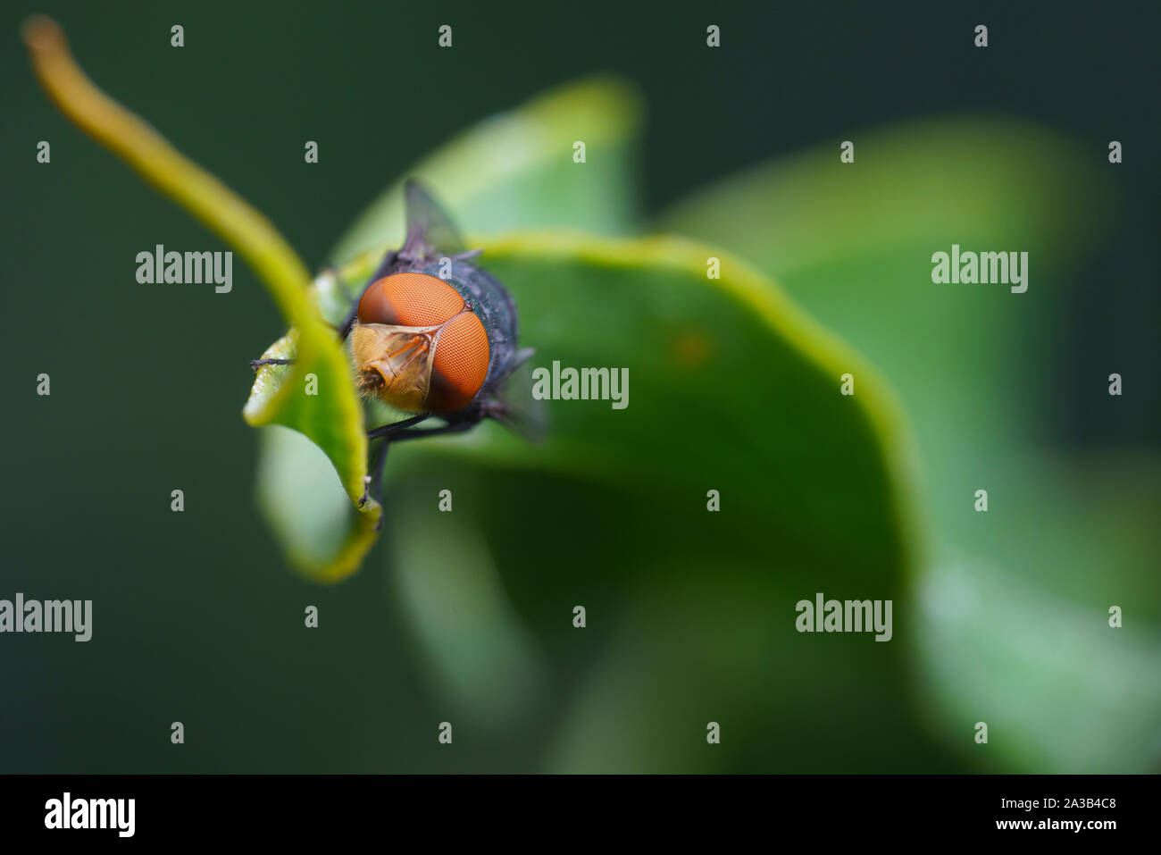 Insectphotography hi-res stock photography and images - Alamy