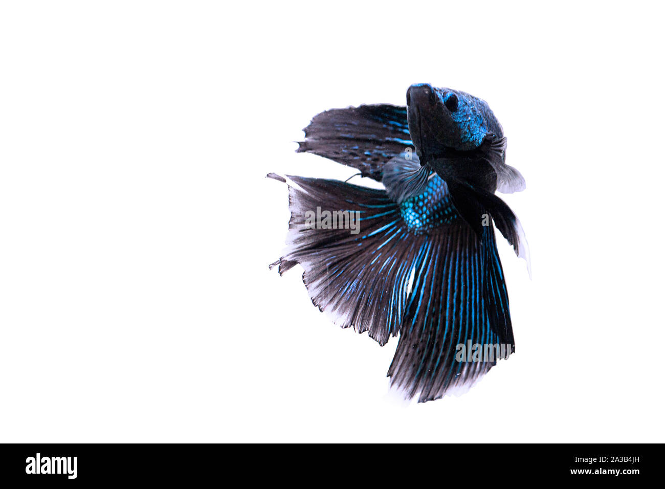 Siamese fighting Fish. Betta fish in beautiful movement with dark blue and cyan color on white background Stock Photo