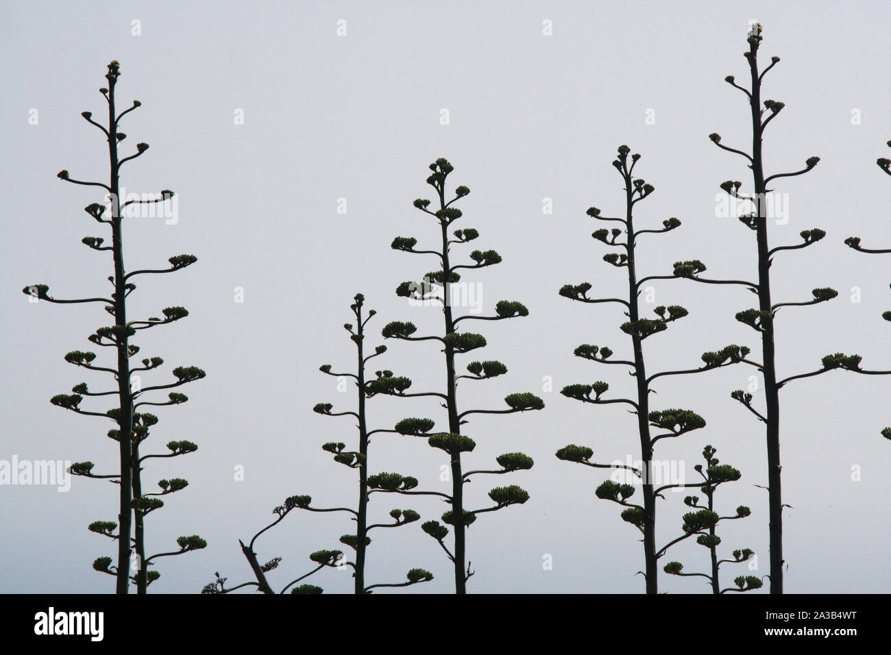agave americana Stock Photo