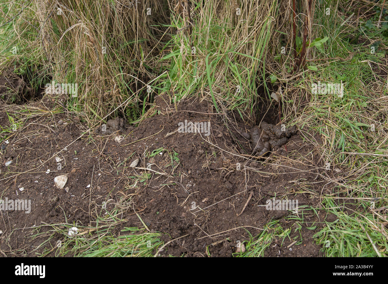 Badger meles meles latrine hires stock photography and images Alamy