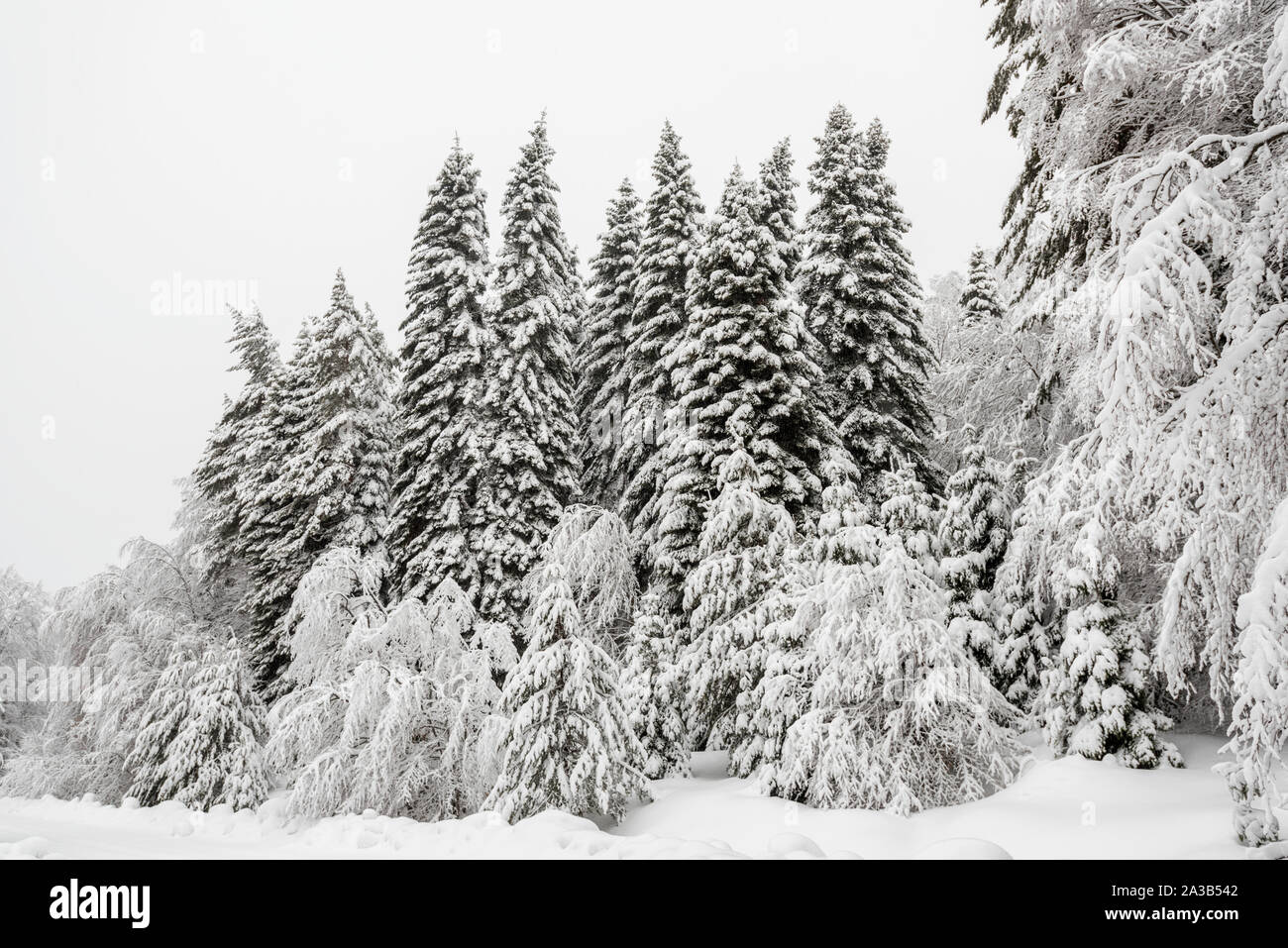 Mixed Forest Covered In Snow During Winter Stock Photo Alamy