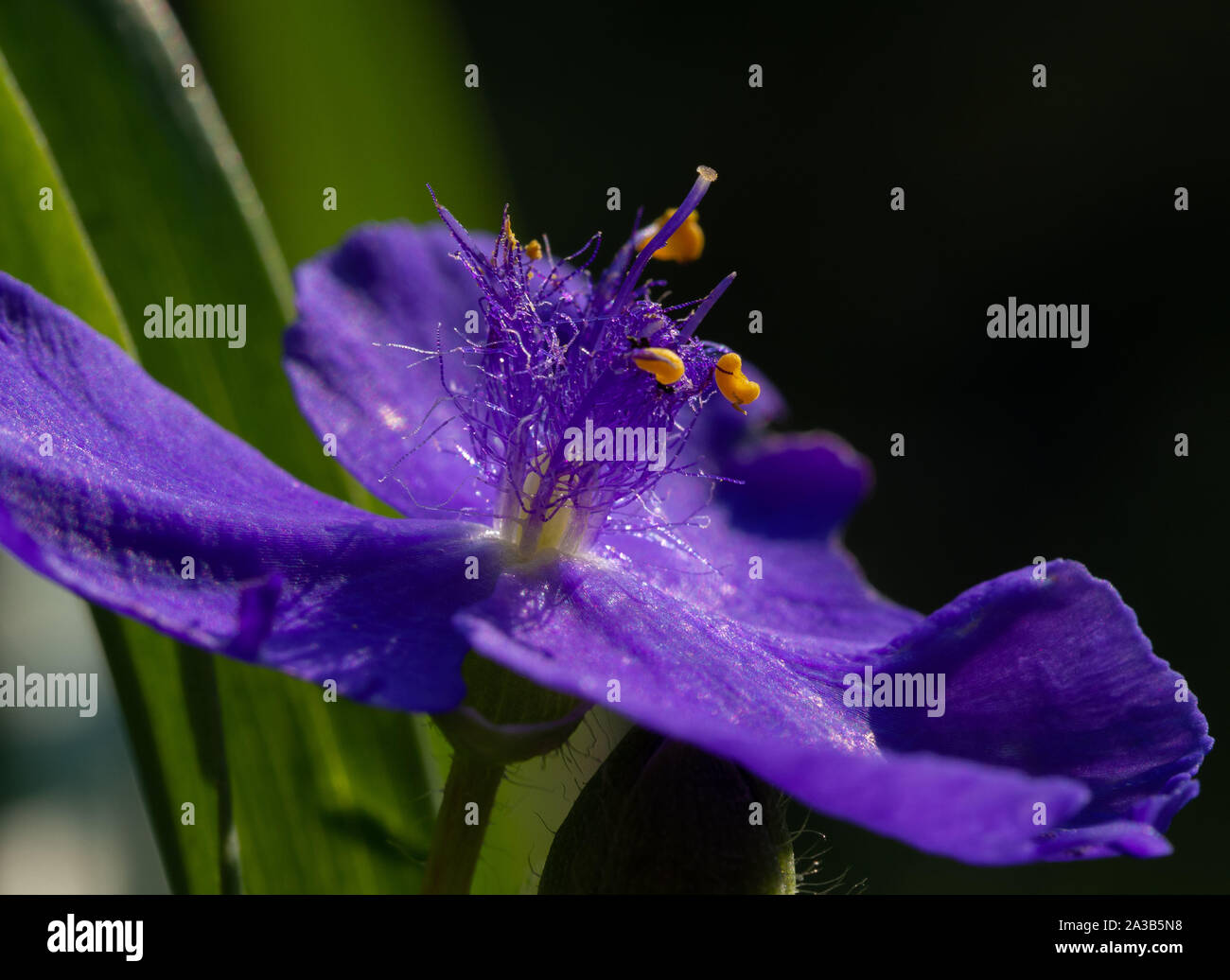 Virginia Spiderwort purple Stock Photo