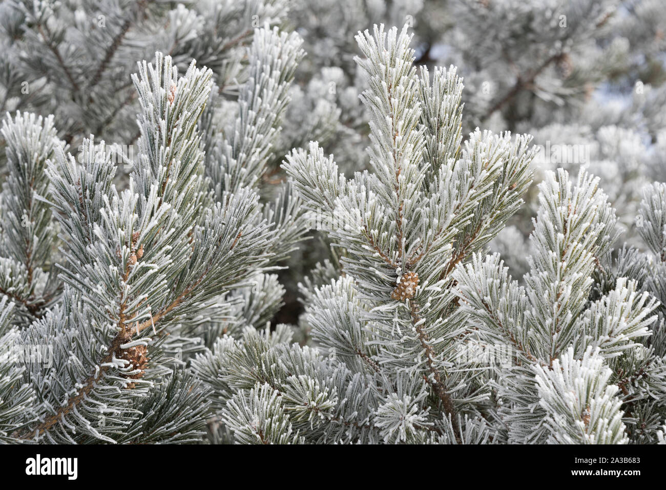 Branches of pine tree with frost and cones Stock Photo - Alamy