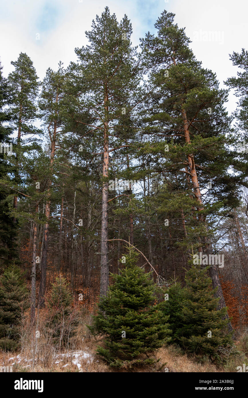 Pine trees in the forest Stock Photo - Alamy
