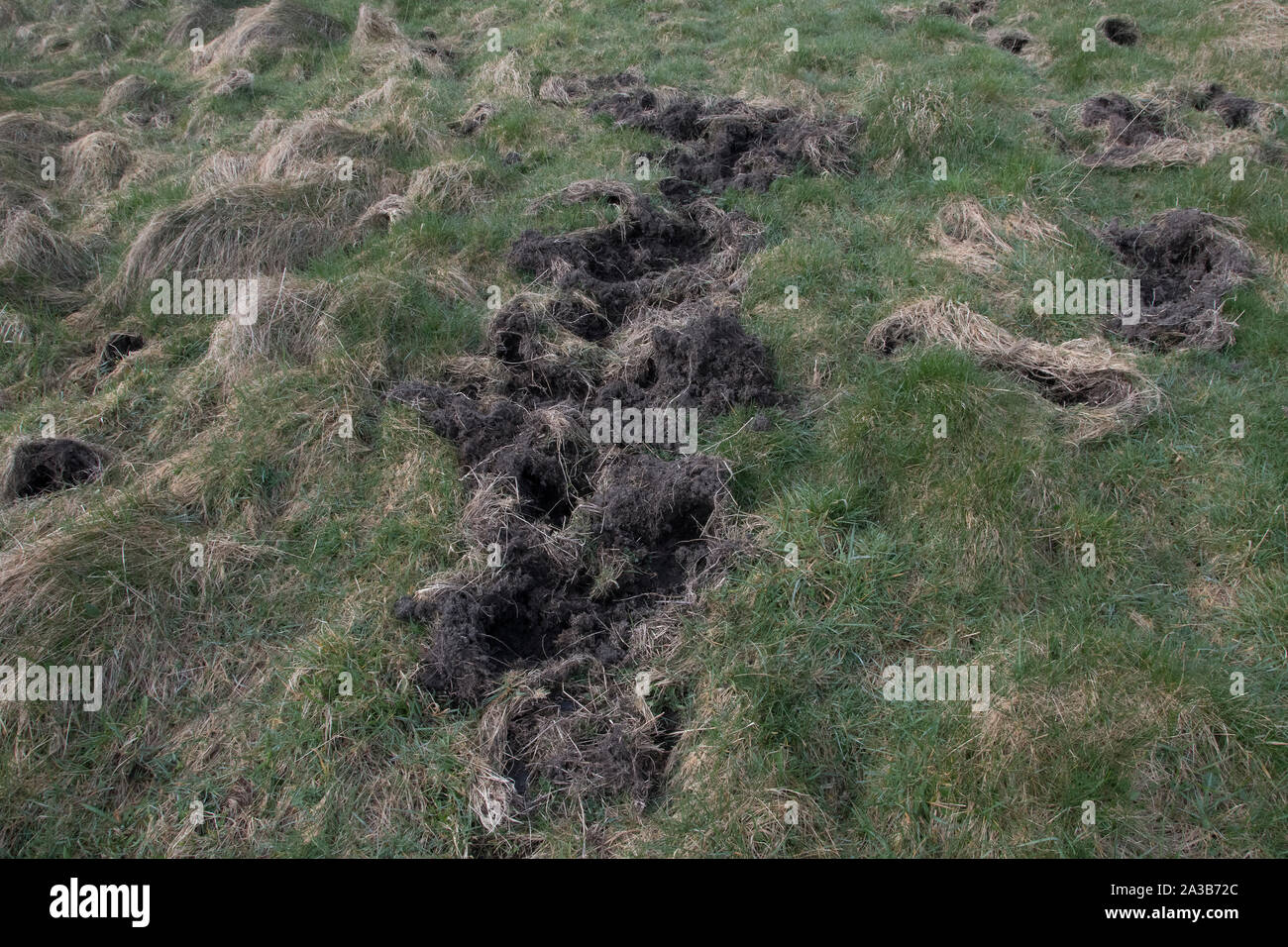 Scottish mammals signs and tracks hi-res stock photography and images ...