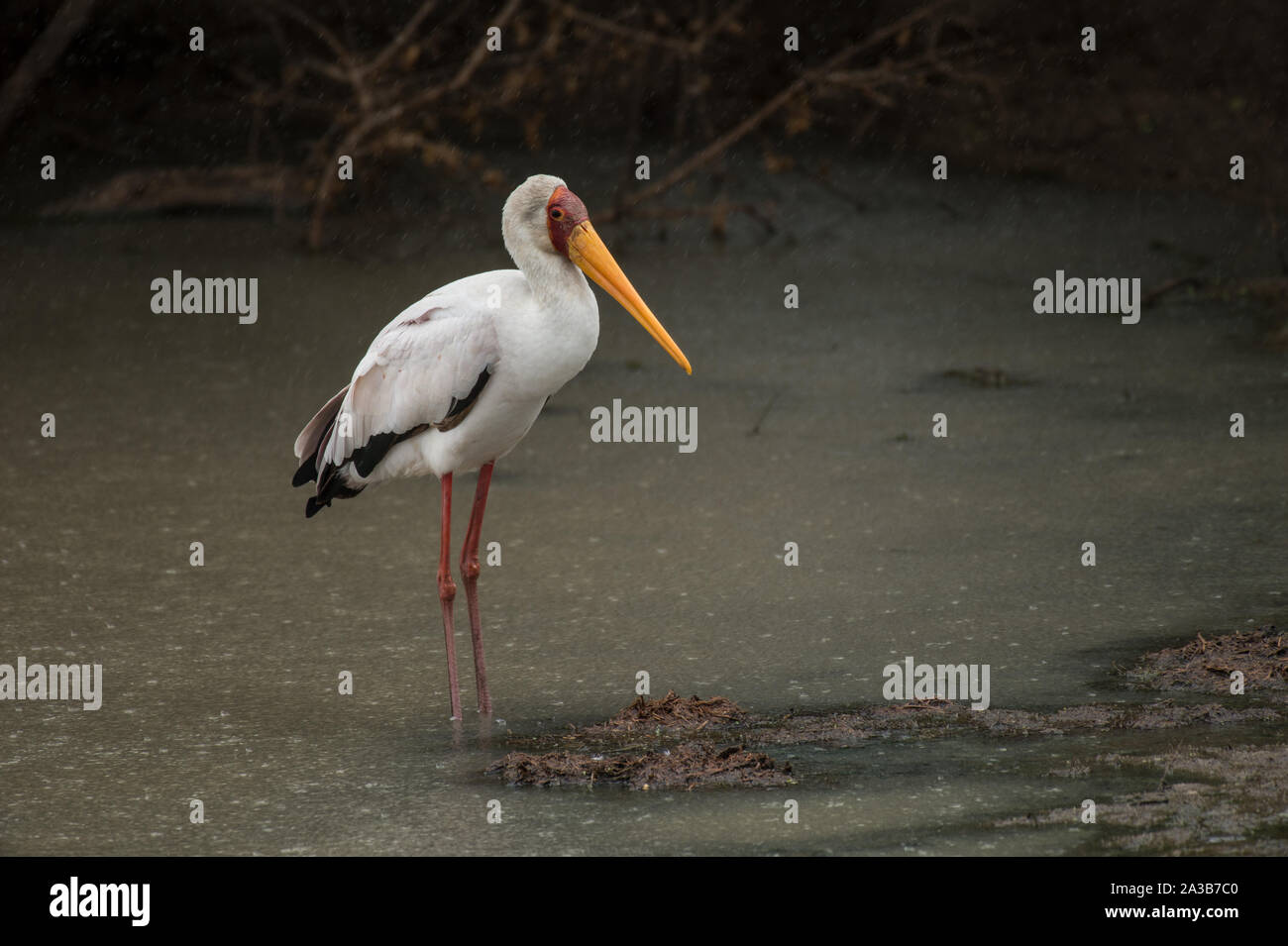 Yellow-Billed Stork, Ibis ibis, Threskiornithidae, Tsavo West National Park, Kenya Stock Photo