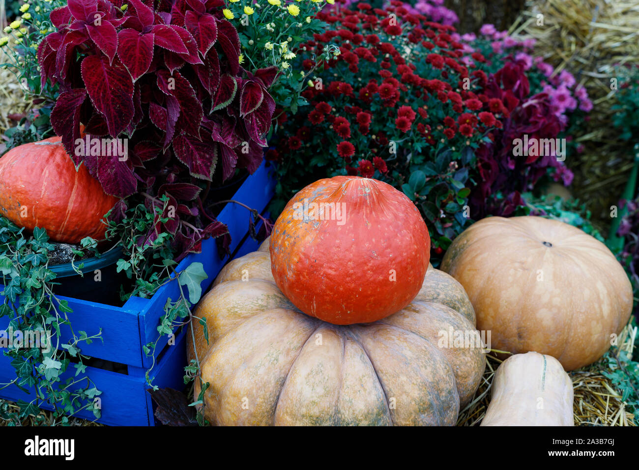 Yellow and orange pumpkins of different sizes are decorated with ...