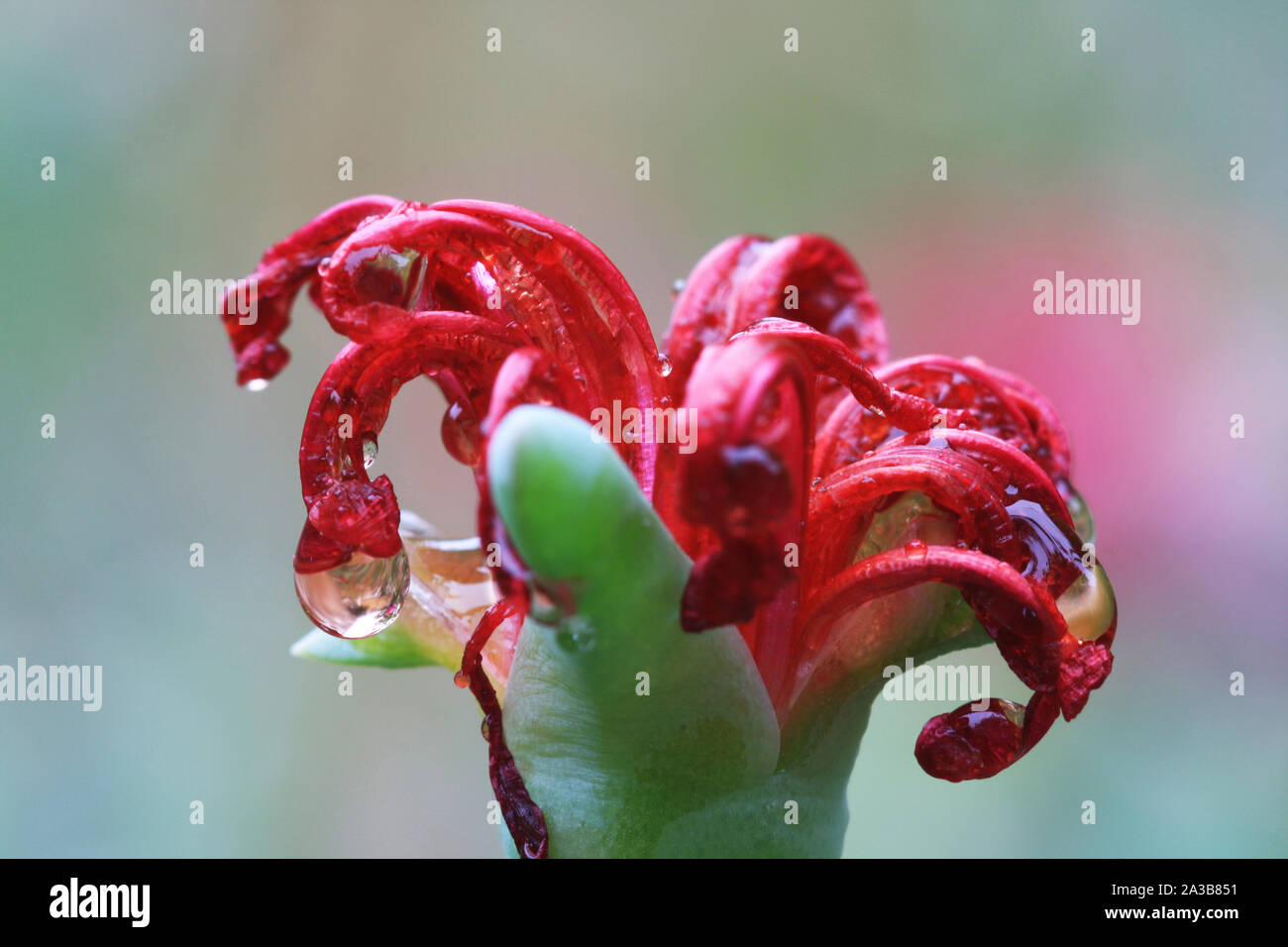Mittagsblume mesembryanthemum croceum Stock Photo