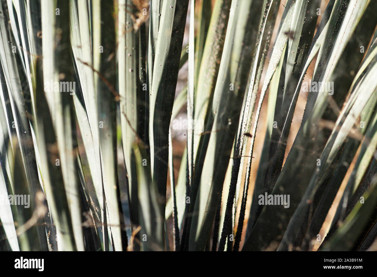 Yuccapalme Stock Photo