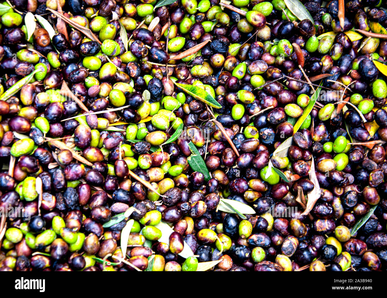 Freshly picked organic olives in Tuscany for the production of extra ...
