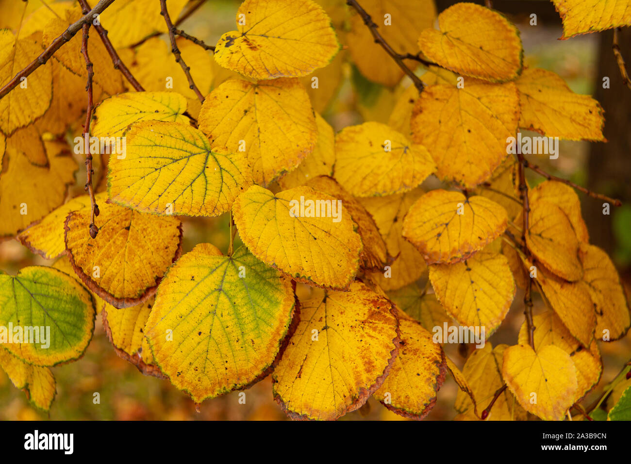 Golden yellow leaves on a tree branch, closeup. Autumn texture. Autumn ...