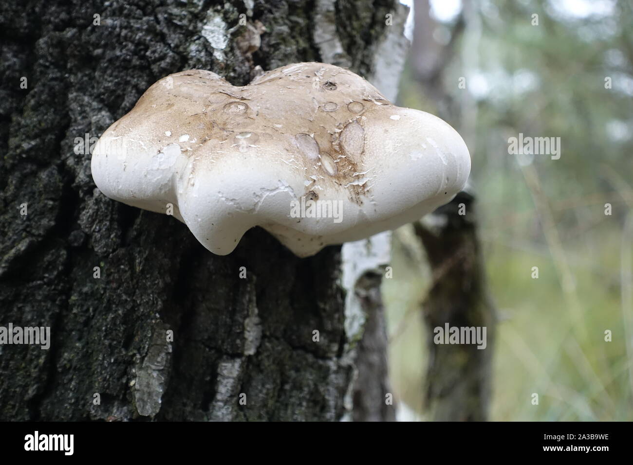 Mushrooms in a forest Stock Photo