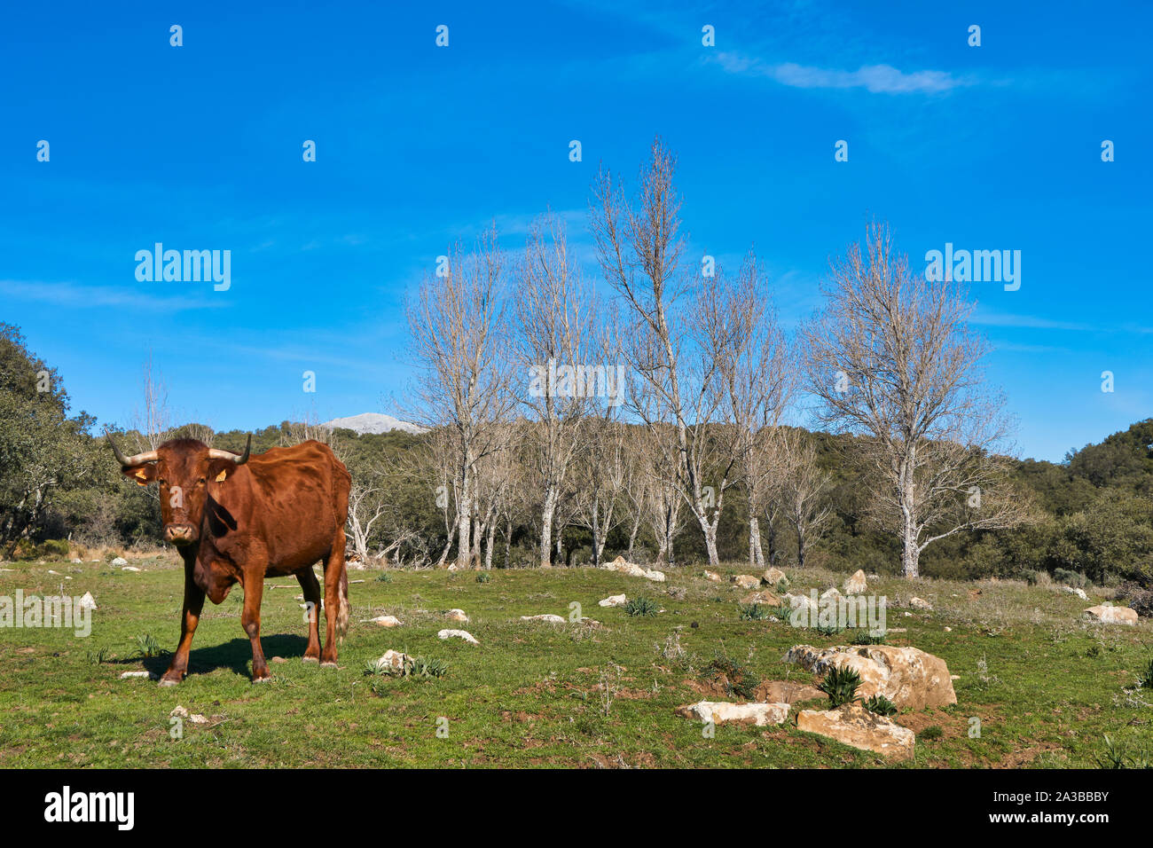 Cow for meat in the Sierra de Grazalema, Cadiz. Spain Stock Photo