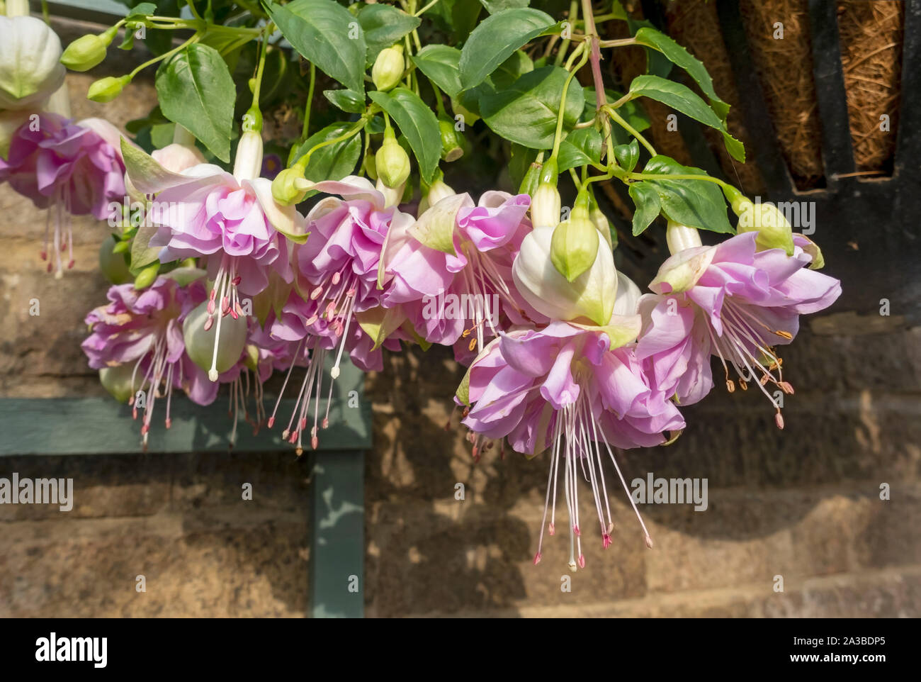 Close up of trailing fuchsias fuchsia pink flower flowers in a hanging basket on wall in summer England UK United Kingdom GB Great Britain Stock Photo