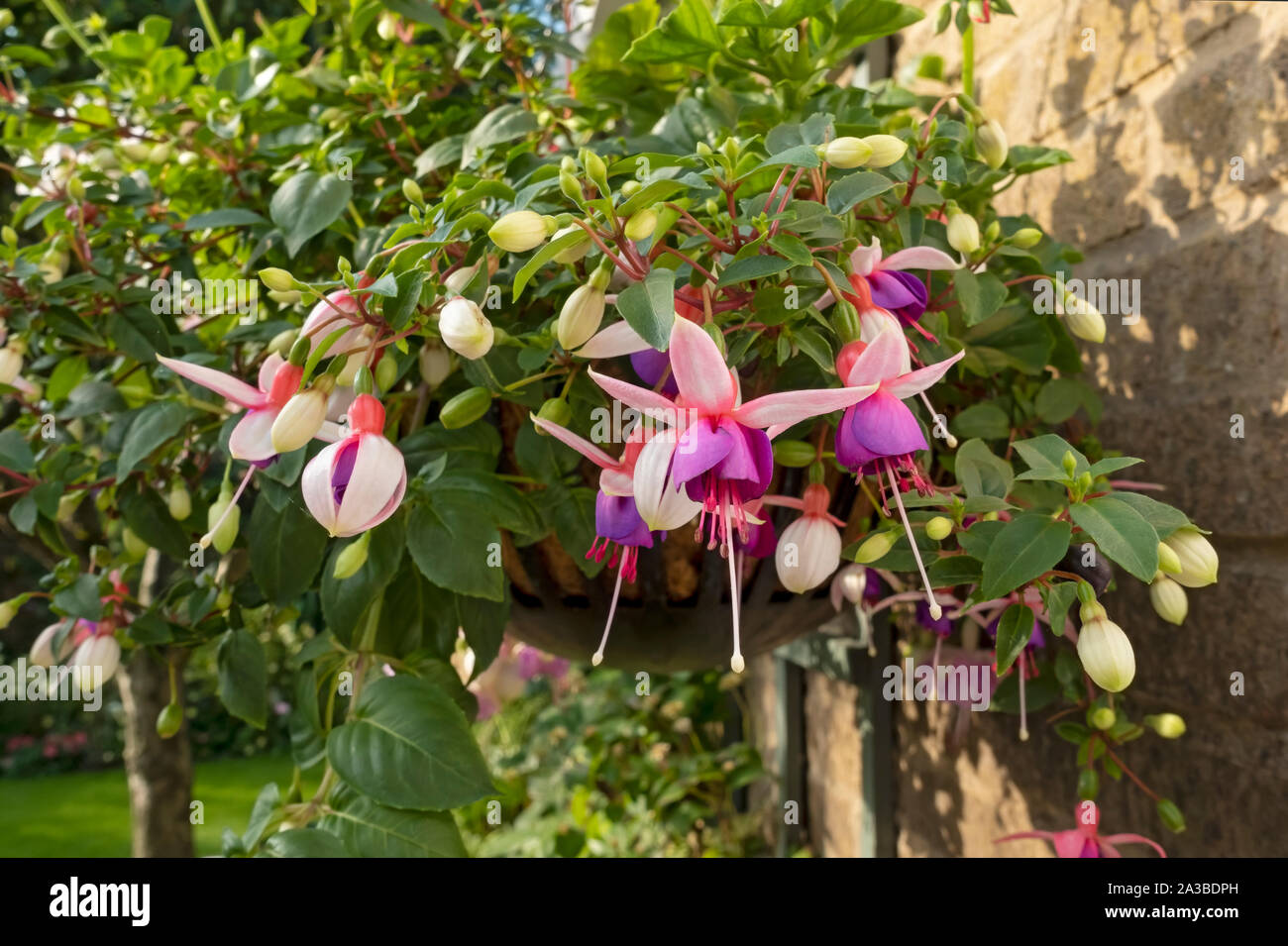 Close up of Trailing fuchsias fuchsia pink flower flowers in a hanging basket on wall in summer England UK United Kingdom GB Great Britain Stock Photo