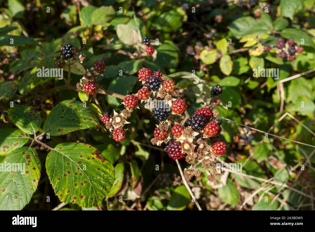 Close up of wild blackberries blackberry berries fruit fruits in a hedgerow  in autumn England UK United Kingdom GB Great Britain Stock Photo