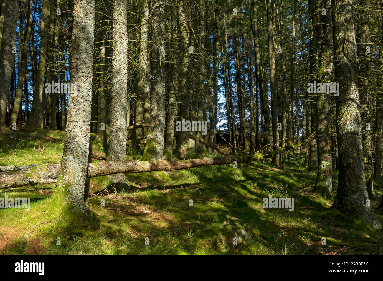 Forest of pine trees wood woodland in autumn near Glenridding Lake District  National Park Cumbria England UK United Kingdom GB Great Britain Stock  Photo - Alamy