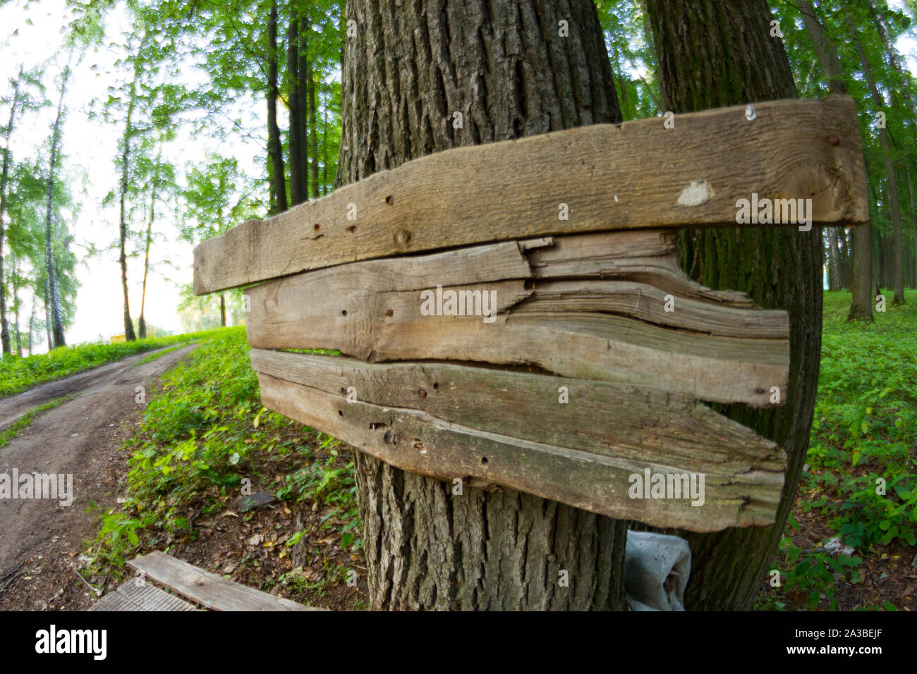Old wooden pointer in a forest. Copy space Stock Photo - Alamy