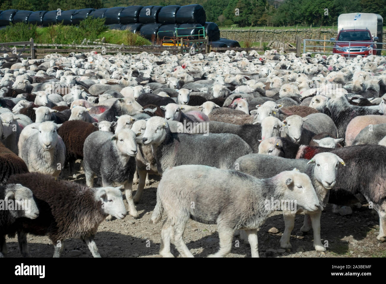 Large herd flock of Herdwick sheep penned up on a farm Rosthwaite Borrowdale Cumbria Lake District National Park England UK United Kingdom GB Britain Stock Photo